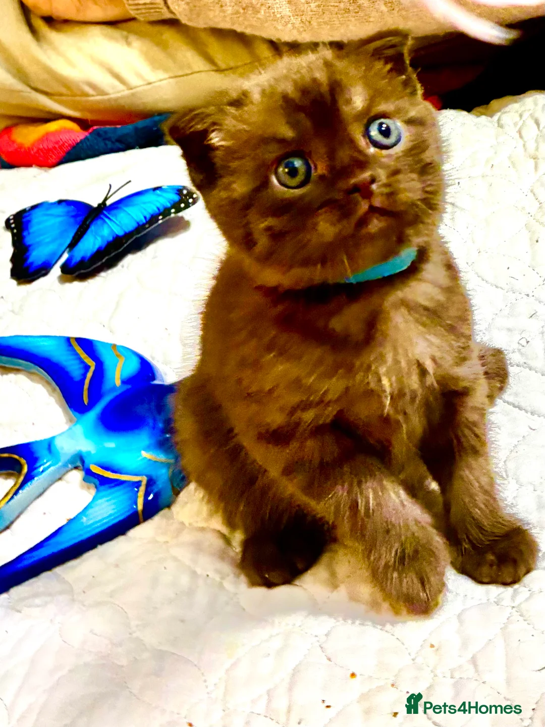 Scottish Fold cats for sale: Scottish Fold Kittens for sale - Advert 11