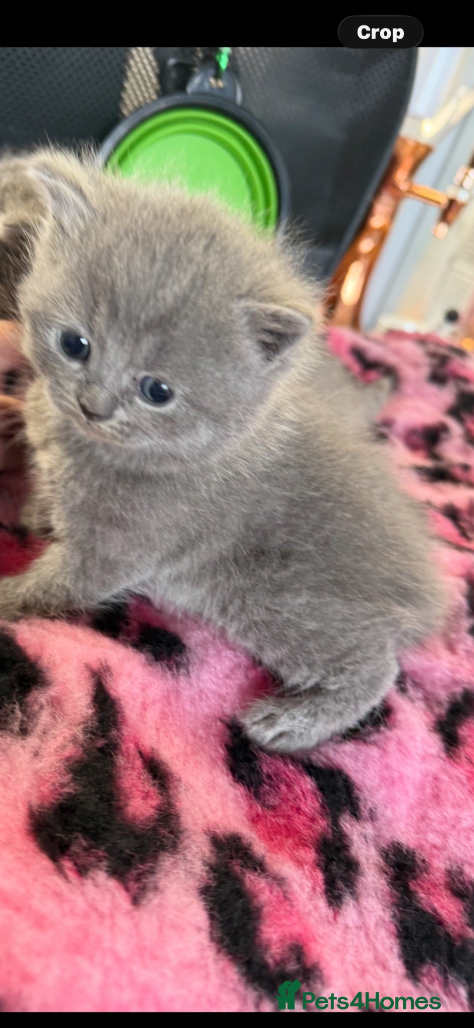 British Shorthair cats   🩷🩷2 LEFT STUNNING PUREBRED BSH GIRLS £499 🩷 - Advert 14