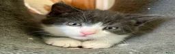 Mixed Breed cats for sale: 8 weeks old mixed breed grey & white fluffy kitten - Advert 3