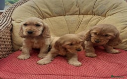 Cocker Spaniel dogs for sale: Golden Cocker spaniel puppies - Image 1
