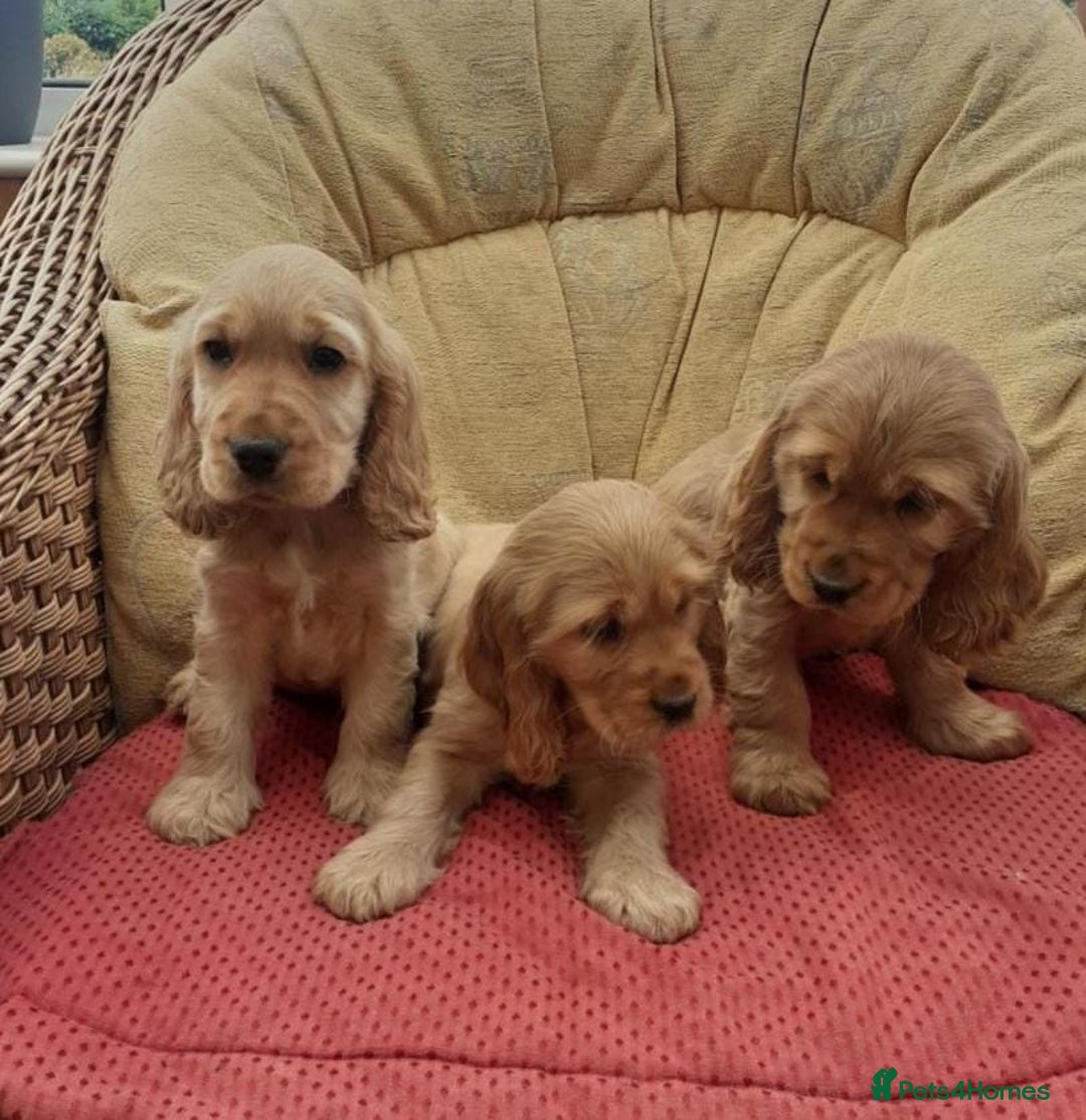 Cocker Spaniel dogs for sale: Golden Cocker spaniel puppies - Image 1