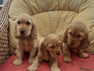 Cocker Spaniel dogs for sale - Advert 1