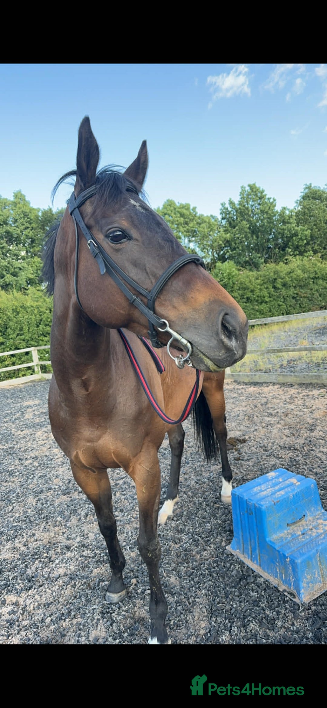 English Thoroughbred horses for sale: Milabella 16hh  - Advert 3