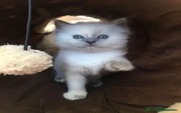 Ragdoll cats for stud: Rare Flame Point Ragdoll for stud - Image 16