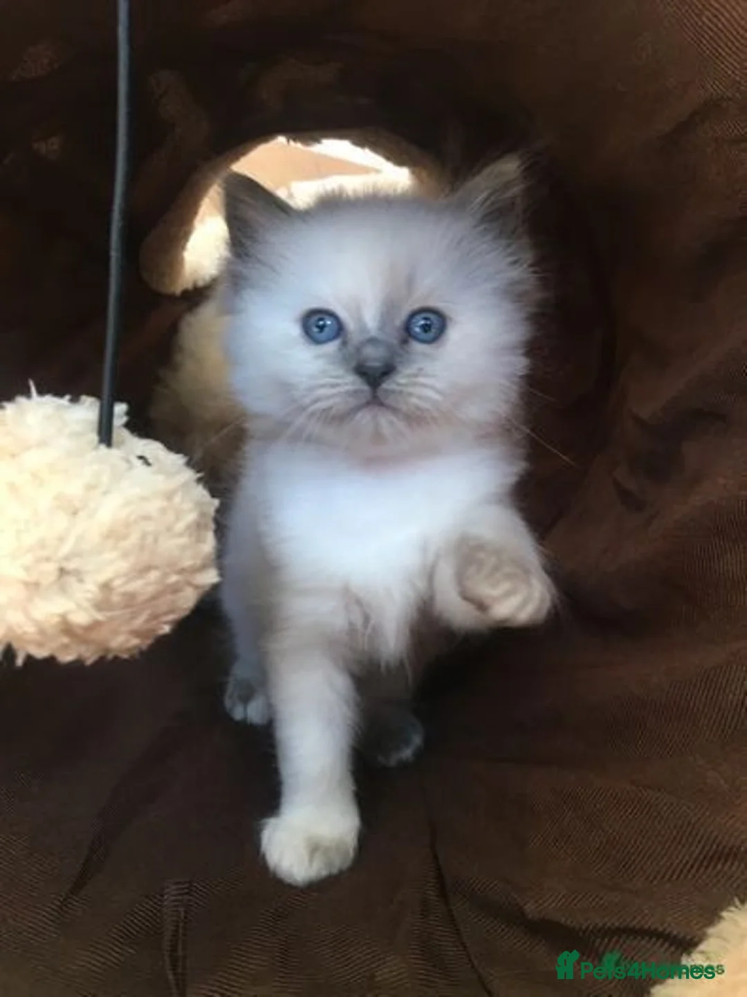 Ragdoll cats for stud: Rare Flame Point Ragdoll for stud - Image 16