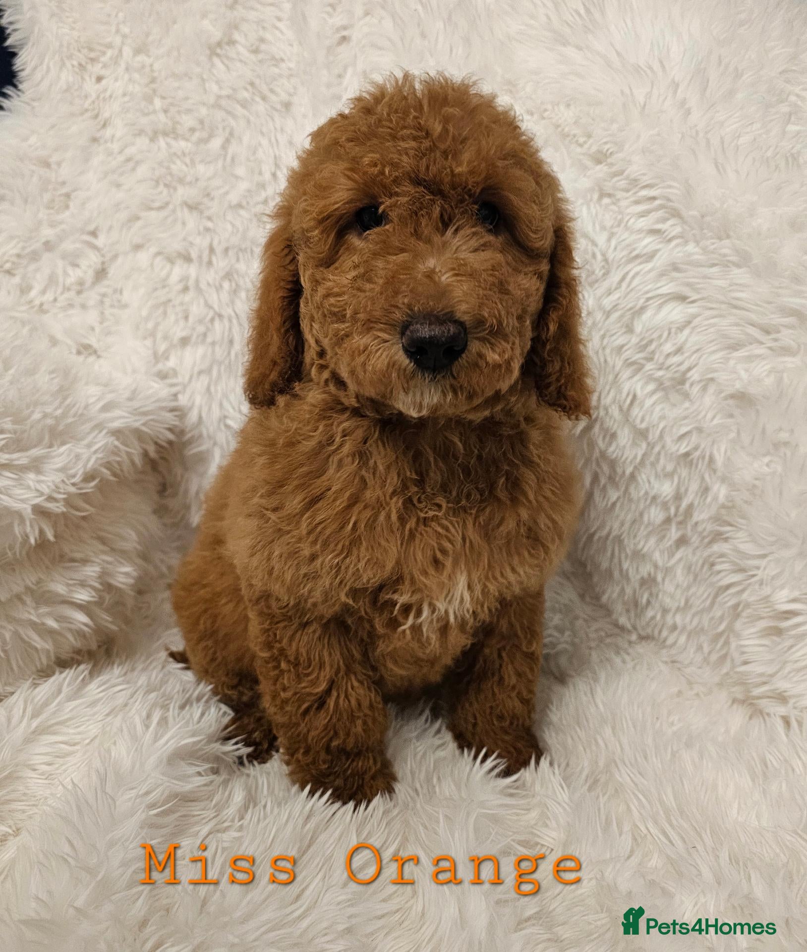 Mini Goldendoodle dogs Miniature Goldendoodle F1bb Ready Now  - Advert 1