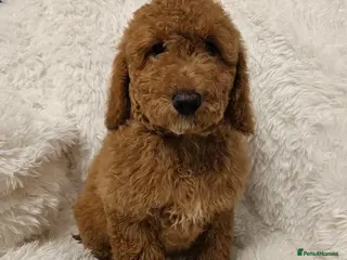 Mini Goldendoodle dogs Miniature Goldendoodle F1bb Ready Now - Advert 1