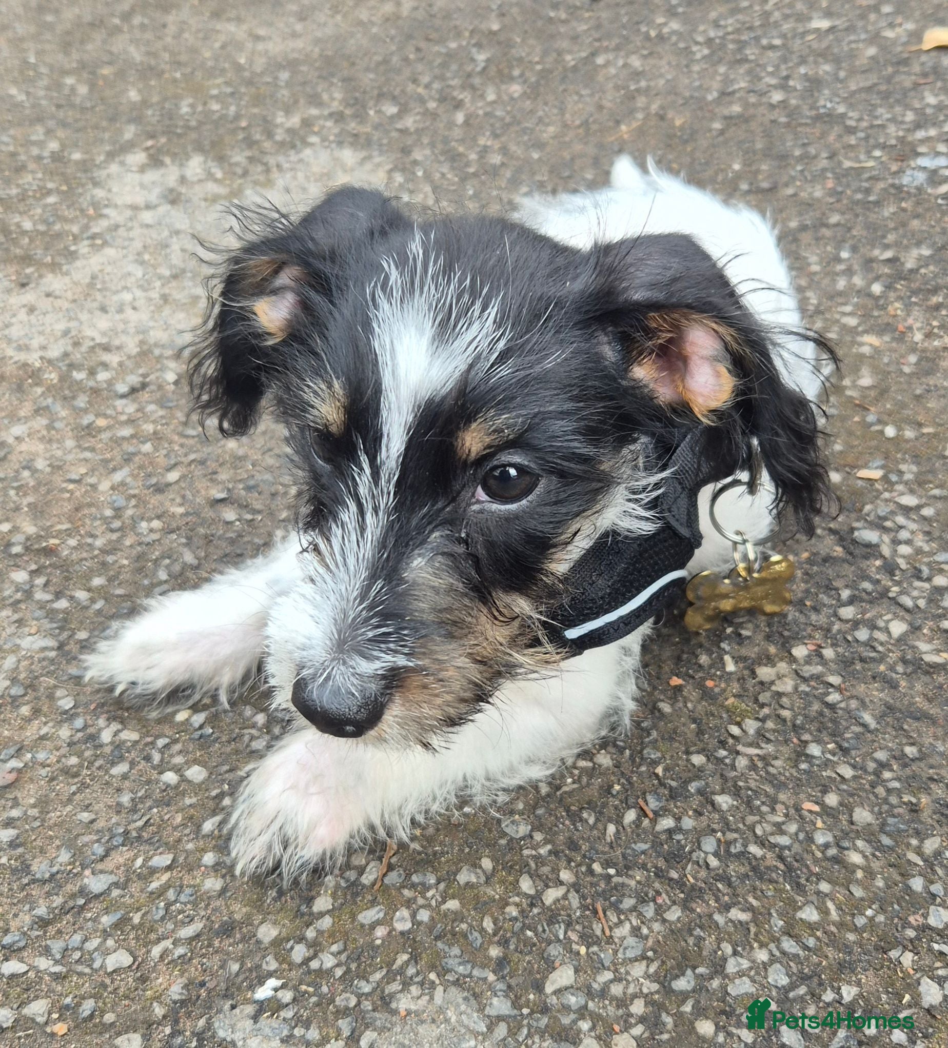 Jackshund dogs JACK RUSSEL X DACHSHUND PUPPY - KISSES ON COMMAND - Advert 15