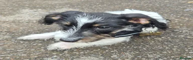 Jackshund 1