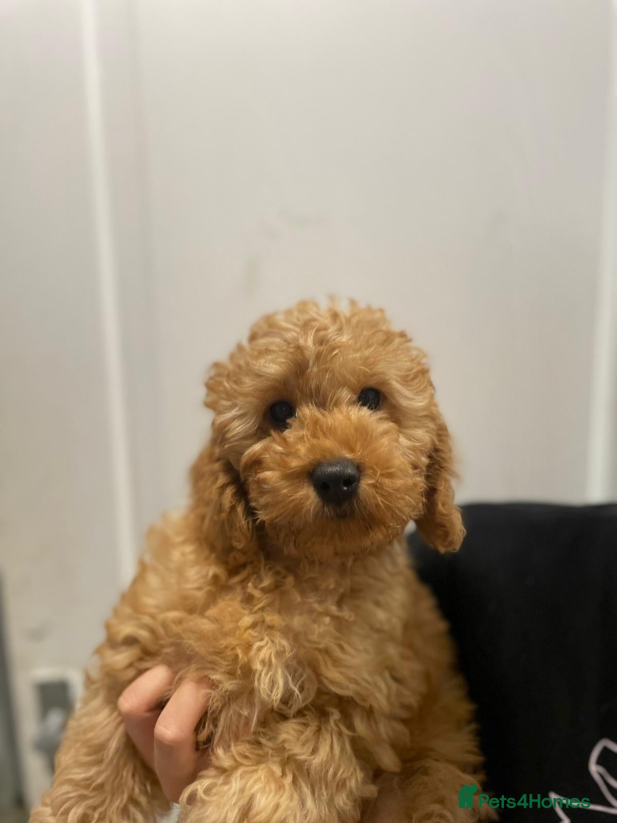 Cockapoo dogs Cockapoo Female F1b for sale - Advert 1