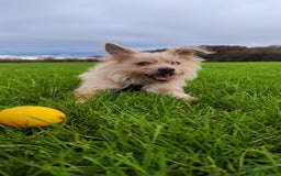 Mixed Breed dogs for sale: Looking for a Loving Home for Flop  - Image 2