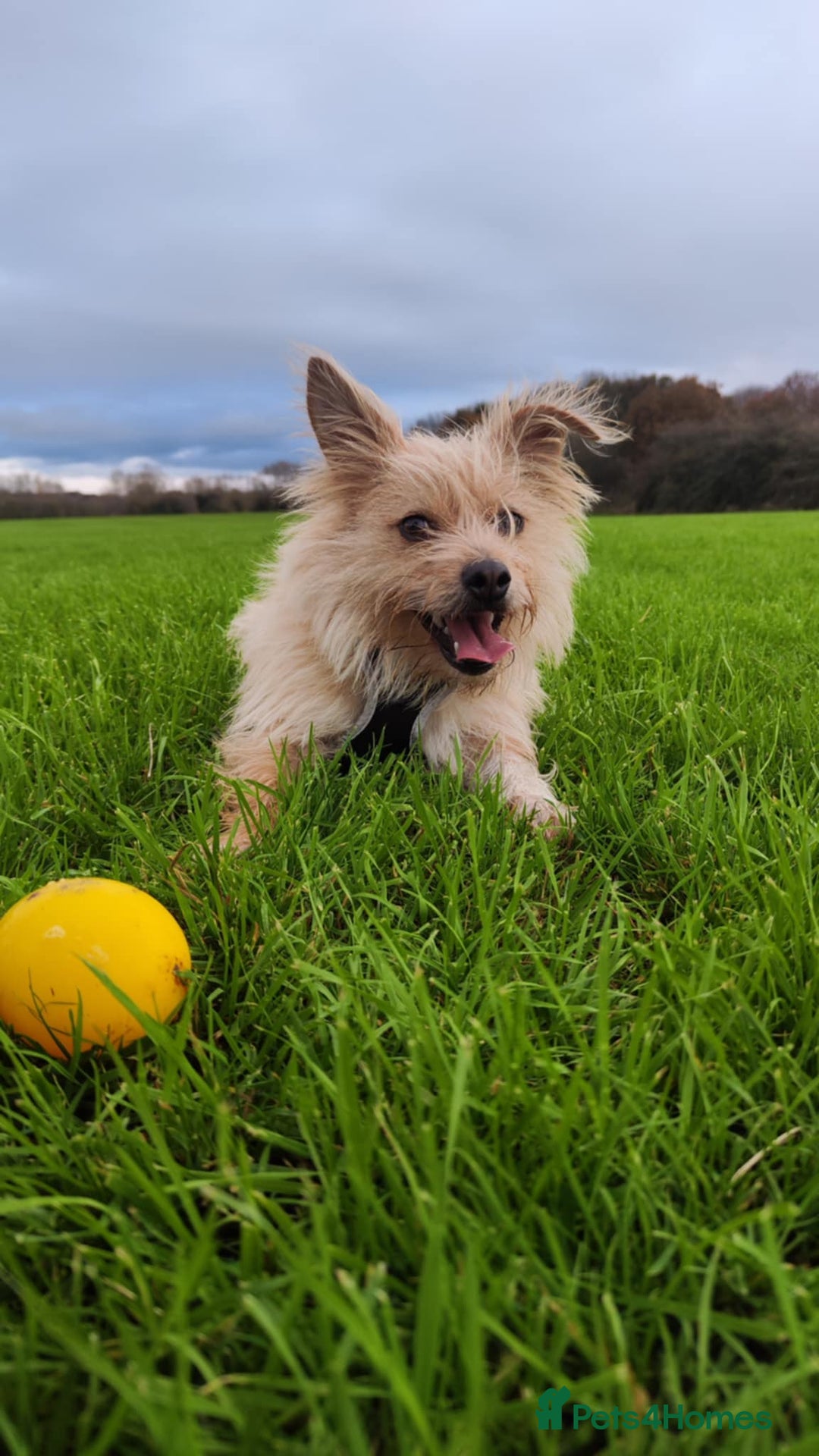 Mixed Breed dogs for sale: Looking for a Loving Home for Flop  - Image 2