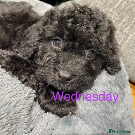 Cavapoo dogs - Advert 12