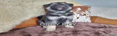 GREY COLLAR