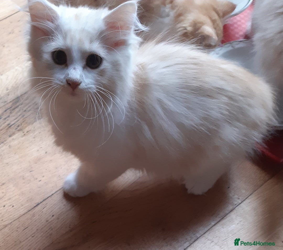 Siberian cats for sale: Three Beautiful Blond Siberian Kittens - Image 19