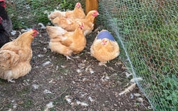 Chickens poultry for sale: Blue and Buff Orpington Chickens  - Image 3