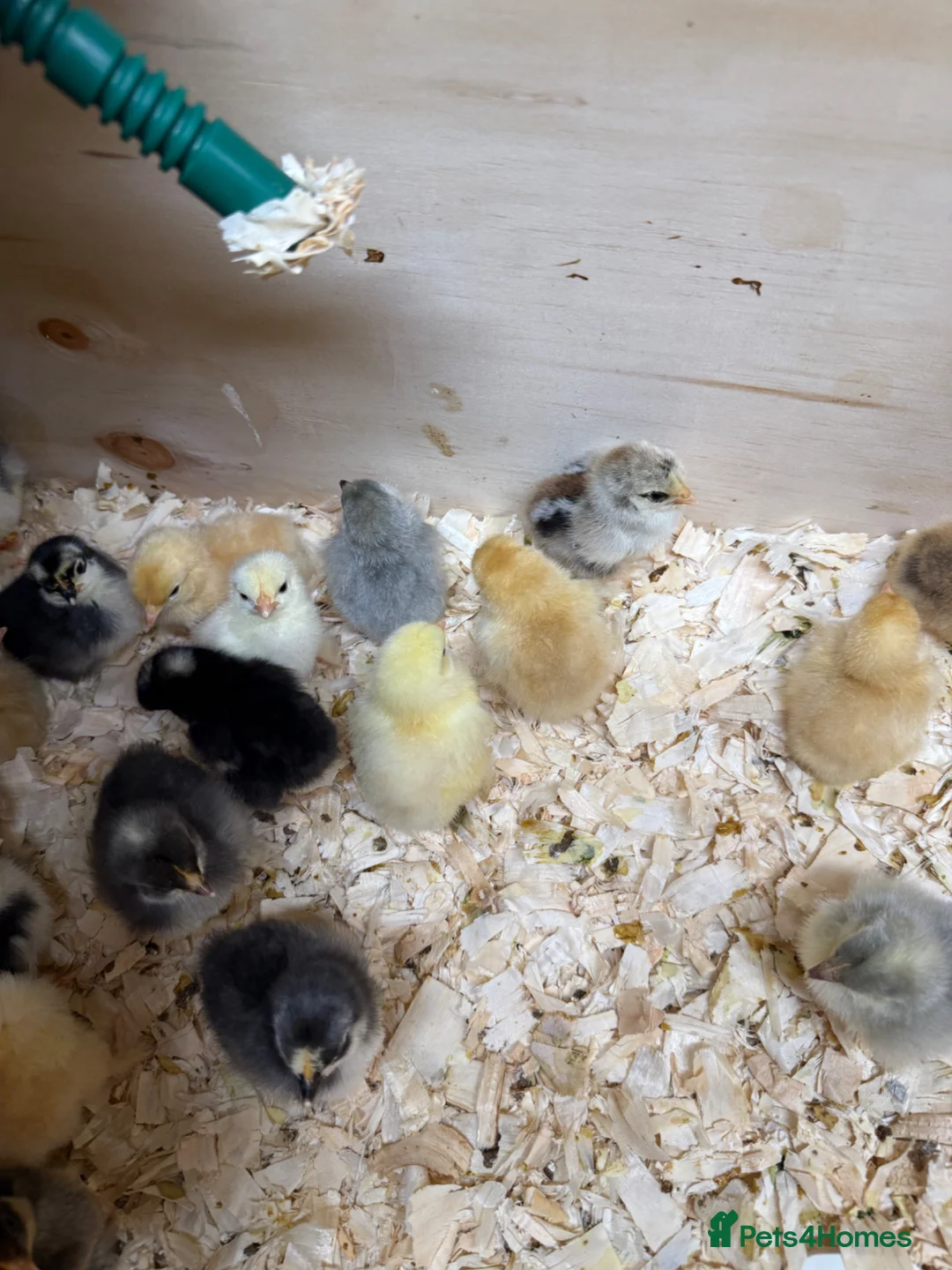 Hens poultry for sale: Pekin bantam  - Advert 8