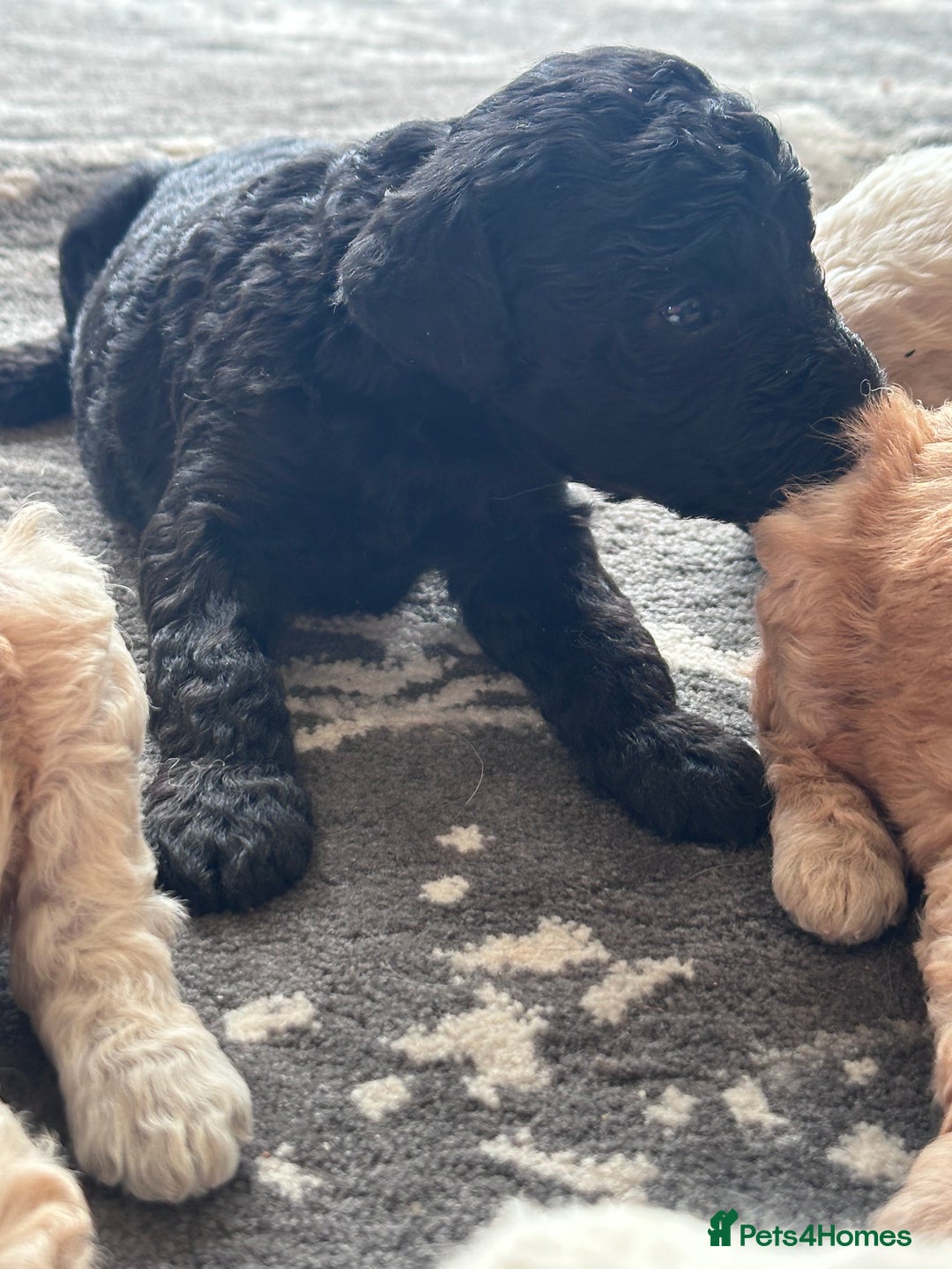 Miniature Poodle dogs for sale: Outstanding litter of mini poodles - Image 5