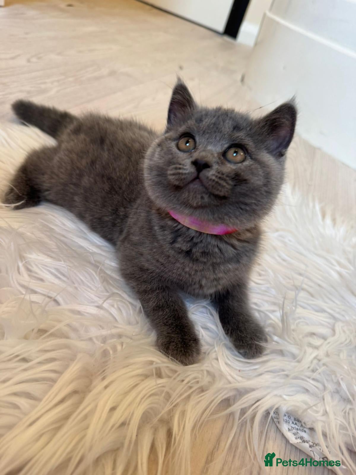 British Shorthair cats for sale: LOVELY BRITISH SHORTHAIR - Advert 6