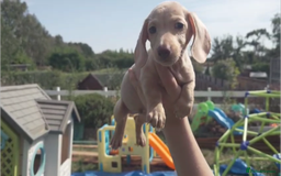 Miniature Dachshund dogs for sale: Miniature Cream Dachshund Puppies KC Reg   - Image 16
