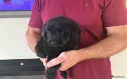 Cockapoo dogs for sale: Cockapoo puppies for sale  - Image 5