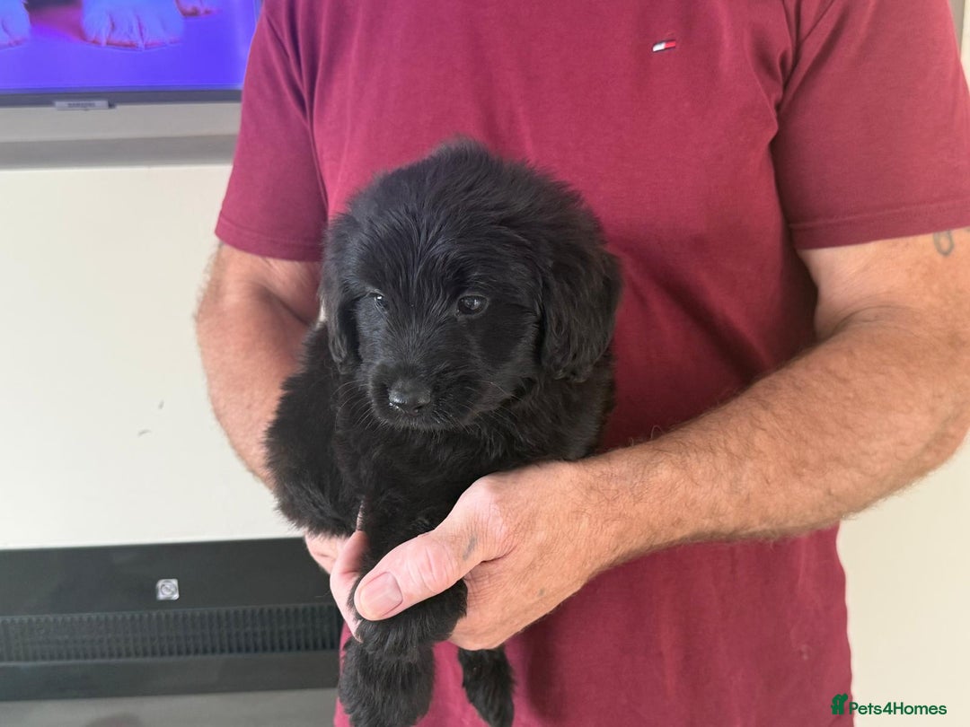 Cockapoo dogs for sale: Cockapoo puppies for sale  - Image 5