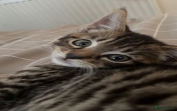 Domestic Shorthair cats for sale: 6 and half month old kitten for sale  - Image 5