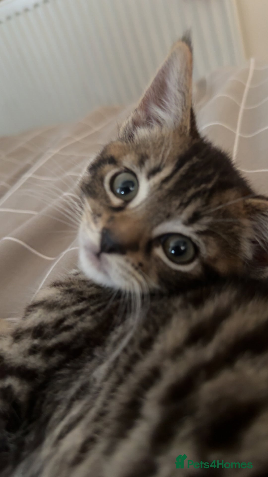 Domestic Shorthair cats for sale: 6 and half month old kitten for sale  - Image 5