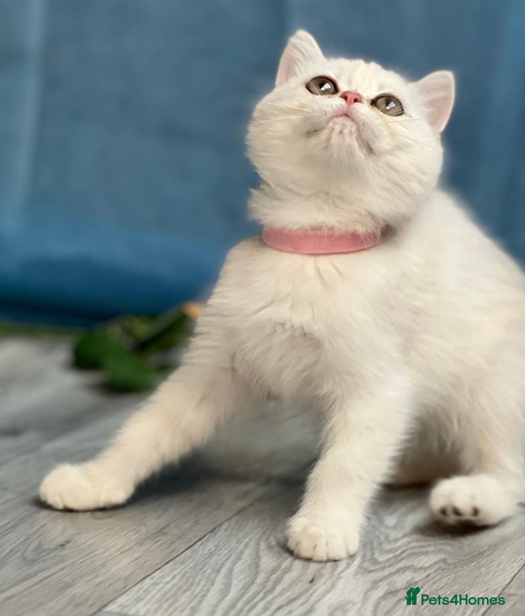 British Shorthair cats for sale: British shorthair golden, silver TICA - Image 12