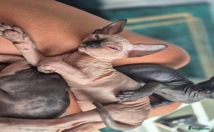Sphynx cats - Advert 10
