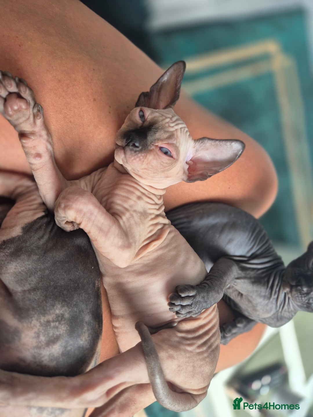 Sphynx cats for sale: Blue eye's chocolate black point  - Image 1