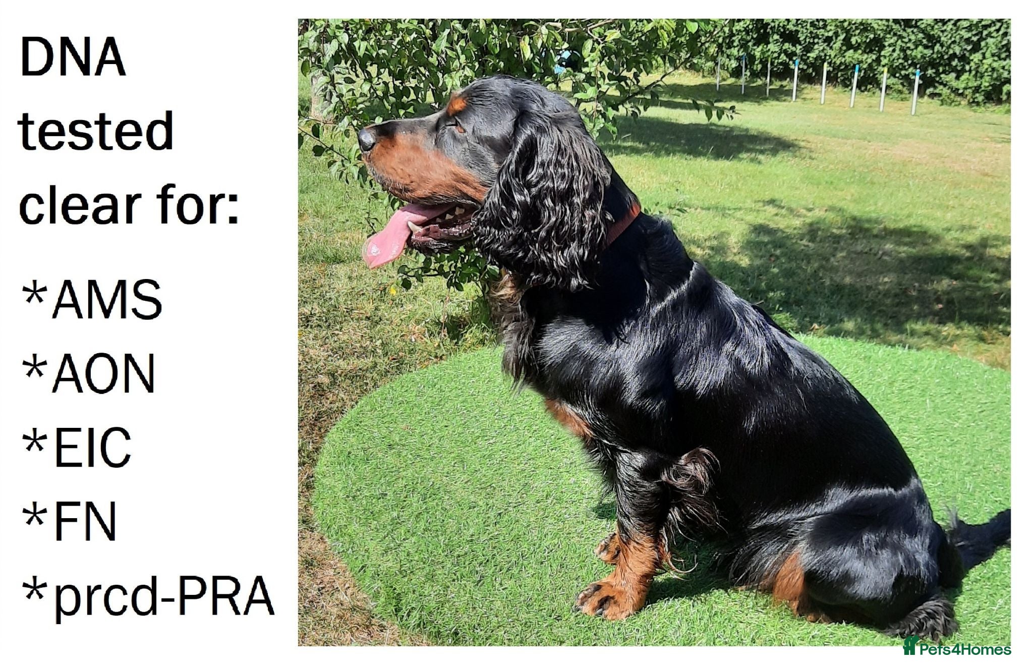 Cocker Spaniel dogs KC registered Cocker Spaniel at Stud - Advert 19