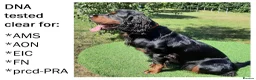 Cocker Spaniel dogs for stud: KC registered Cocker Spaniel at Stud - Advert 1