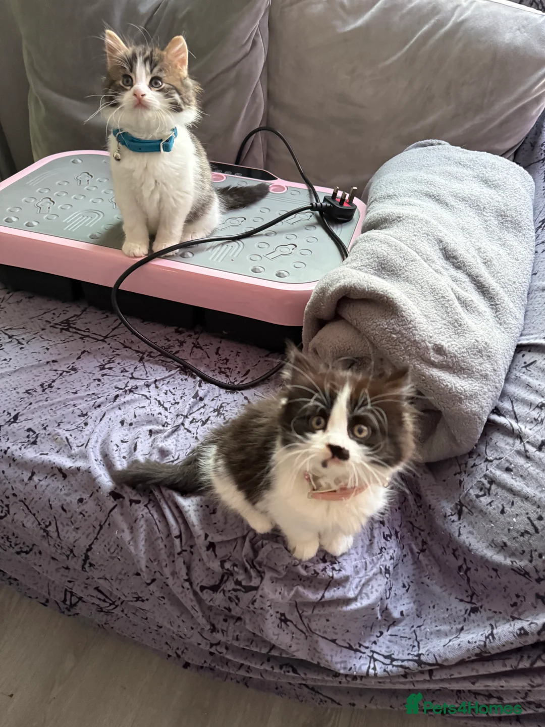 Ragcoon cats for sale: RAGCOONS  - Advert 14