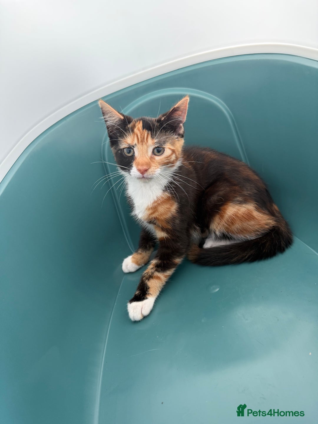 Mixed Breed cats for sale: Beautiful tortoiseshell kitten - Image 3