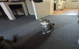 Mixed Breed cats for sale: Mixed breed  - Image 4