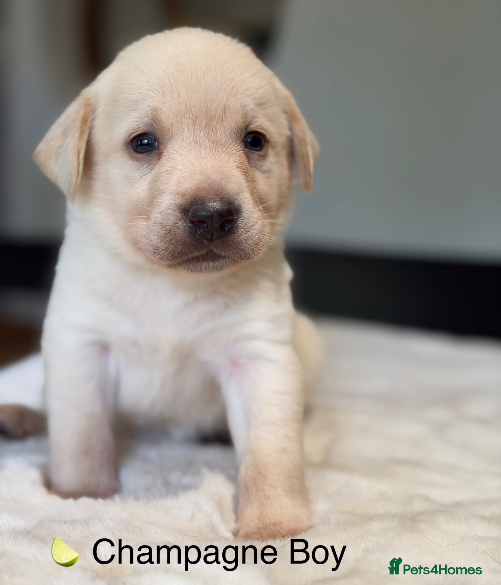 Labrador Retriever dogs Stunning Silver Charcoal Champagne Labrador pups - Advert 1