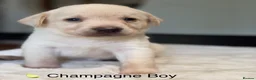 Labrador Retriever dogs for sale: Stunning Silver Charcoal Champagne Labrador pups - Advert 1