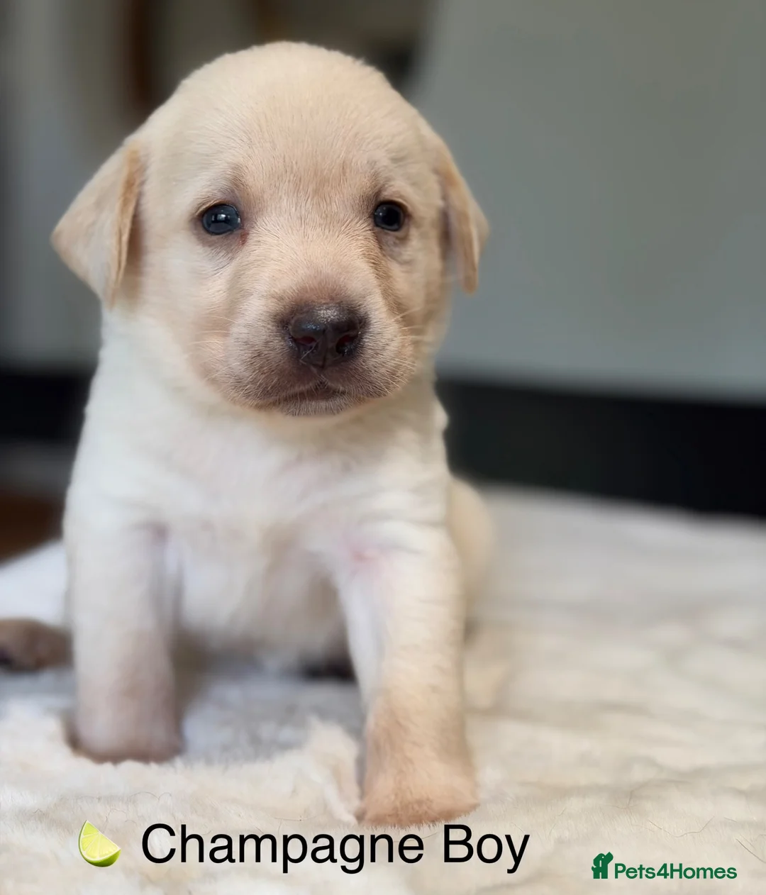 Labrador Retriever dogs for sale: Stunning Silver Charcoal Champagne Labrador pups - Advert 1