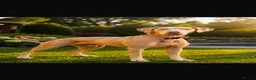 Dobermann dogs for stud: Wow meet ICE T  - Advert 1