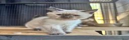 Ragdoll cats for sale: 2 beautiful ragdoll cross girls  - Advert 6