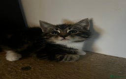Domestic Shorthair cats for sale: Two gorgeous male kittens £100 each both £150 - Advert 4