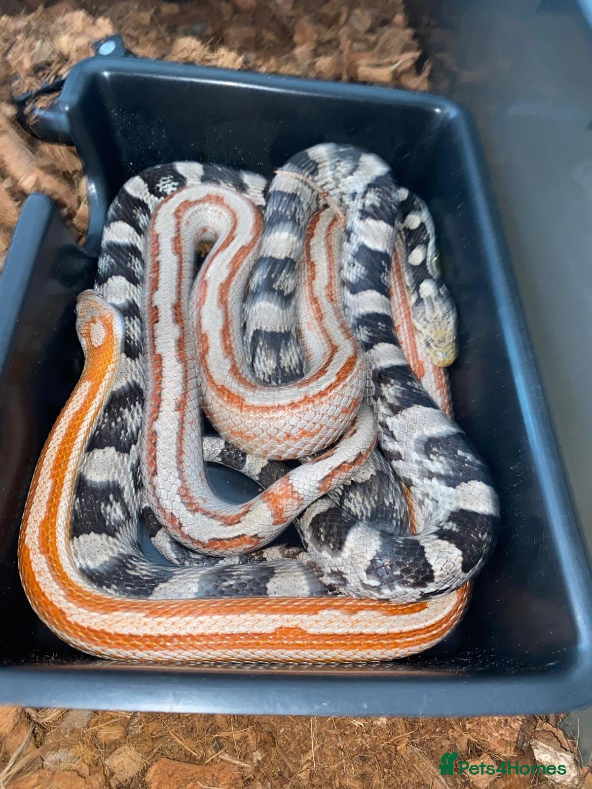 Corn Snake reptiles for sale: Corn snakes - Advert 6