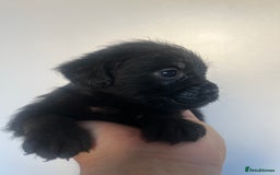 Cockapoo dogs for sale: Adorable cockapoo cross reduced last 2  - Image 10