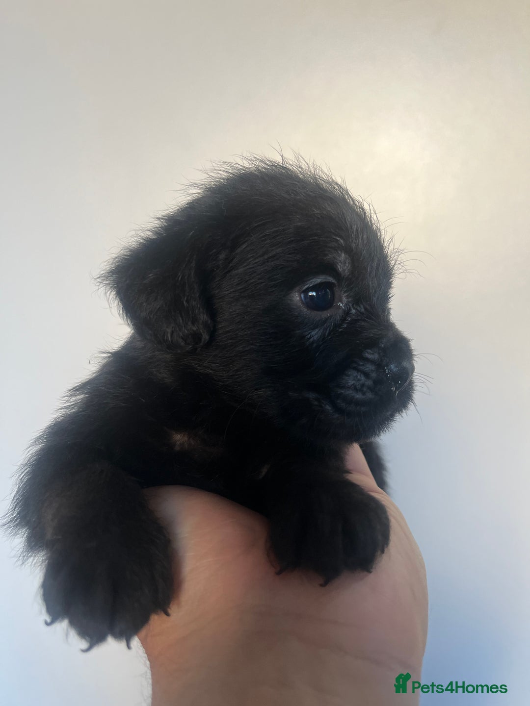 Cockapoo dogs for sale: Adorable cockapoo cross reduced last 2  - Image 10