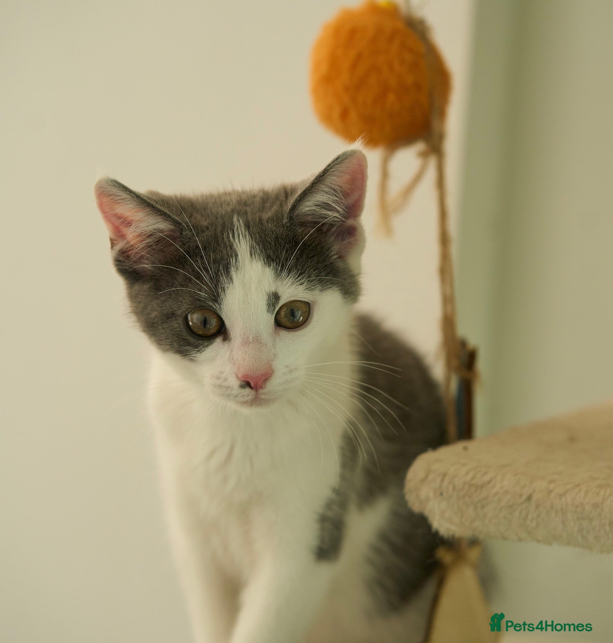 Mixed Breed cats Affectionate, Playful Ragdoll Cross Kittens - Advert 1