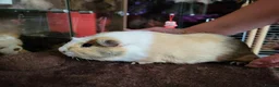 Guinea Pig rodents for sale: Guinea Pig Free to Good Home - Advert 2
