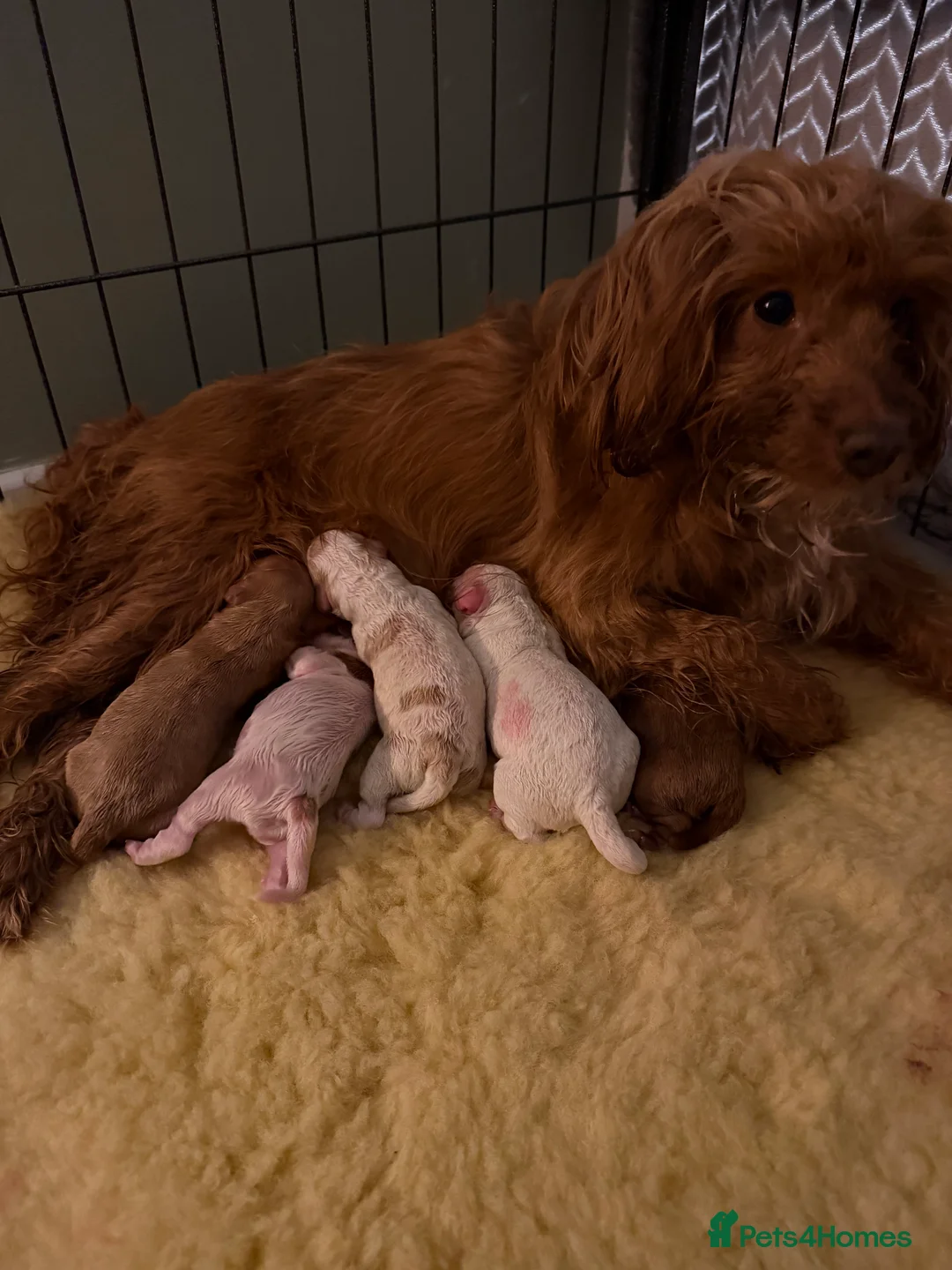 Cockapoo dogs for sale: Beautiful Cockapoo Puppies Due 6/3/26 - Advert 2
