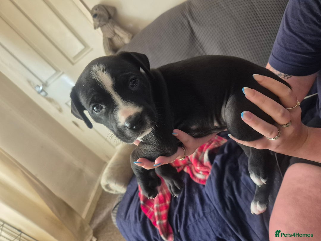 Mixed Breed dogs for sale: Litter of 7 beautiful puppies - Image 18