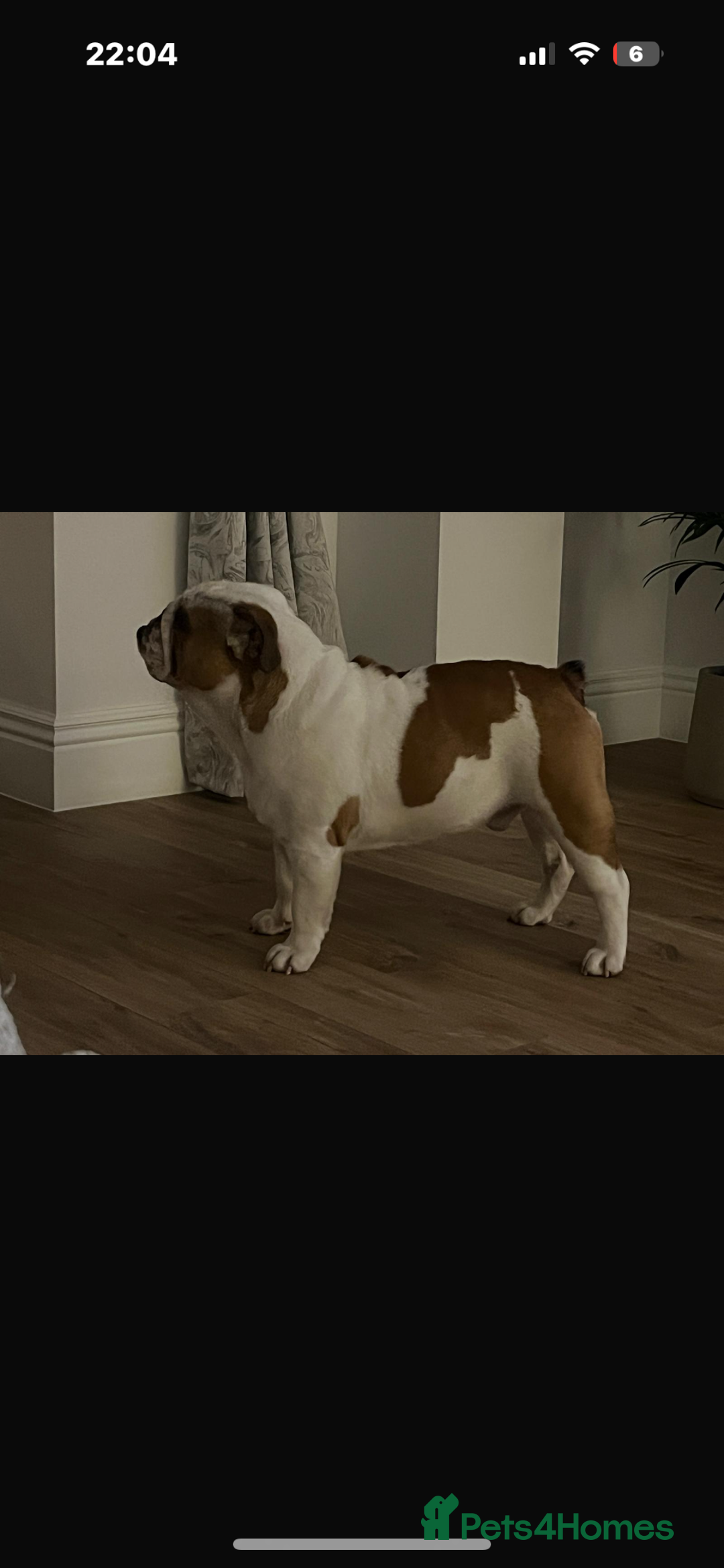 English Bulldog dogs for sale: English bulldog  - Advert 3